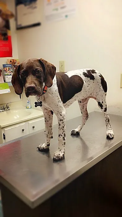 Animal Hospital of Beulaville 1