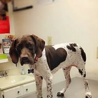Animal Hospital of Beulaville ico