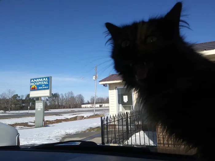 Animal Hospital of Beulaville 2