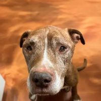 Warsaw Animal Hospital ico