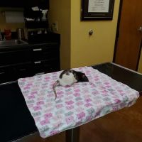 Warsaw Animal Hospital: Houston Margie E DVM ico