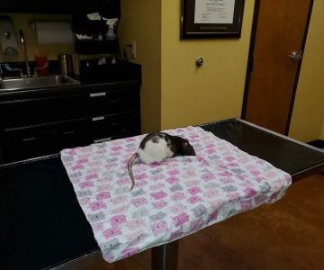 Warsaw Animal Hospital: Houston Margie E DVM