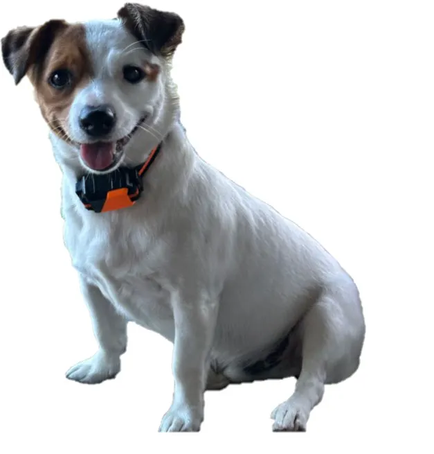 Ideal Pet Care 1