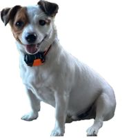 Ideal Pet Care ico
