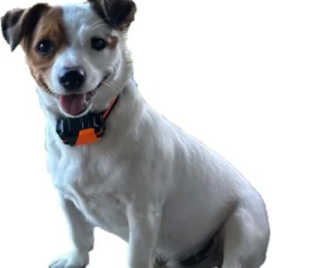 Ideal Pet Care