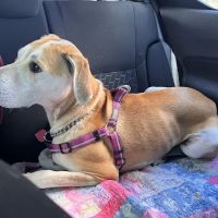 Tazewell Pike Animal Clinic ico