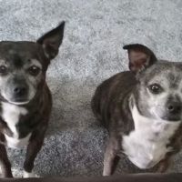Halls Animal Hospital ico