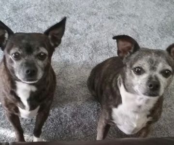 Halls Animal Hospital