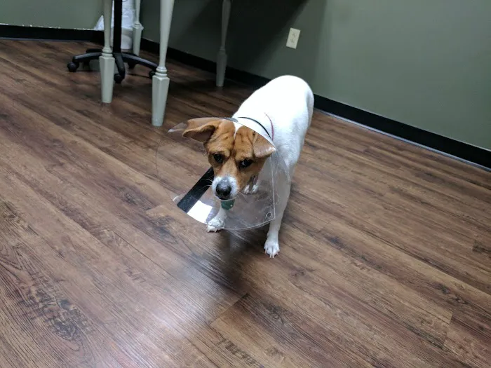 Halls Animal Hospital 6