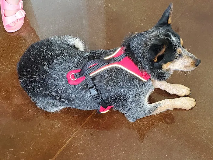 Embassy Veterinary Center Emory 6