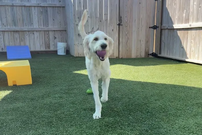 Embassy Veterinary Center Emory 10