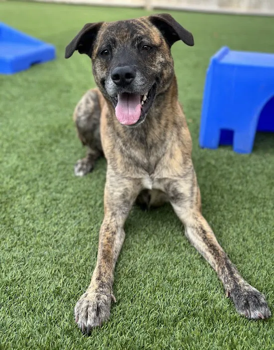 Embassy Veterinary Center Emory 7