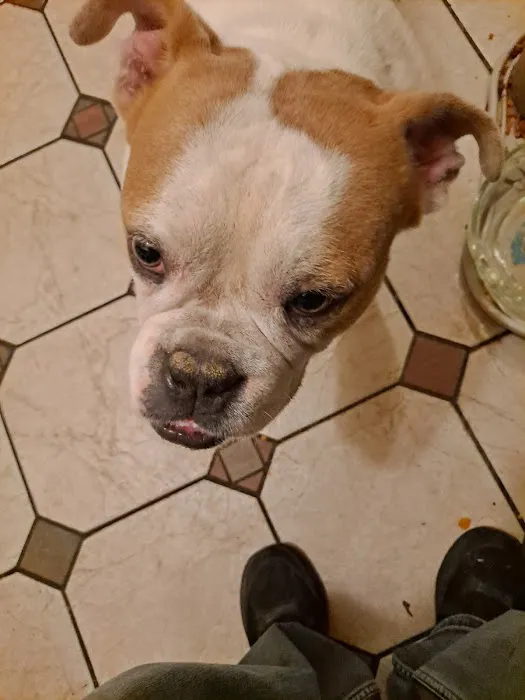 Ridgefield Animal Hospital 3