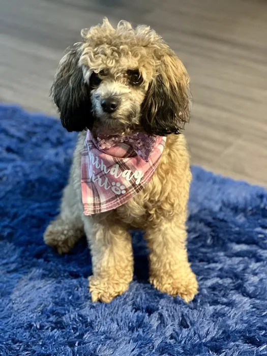 Ridgefield Animal Hospital 4
