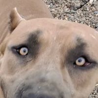 Ridgefield Animal Hospital ico