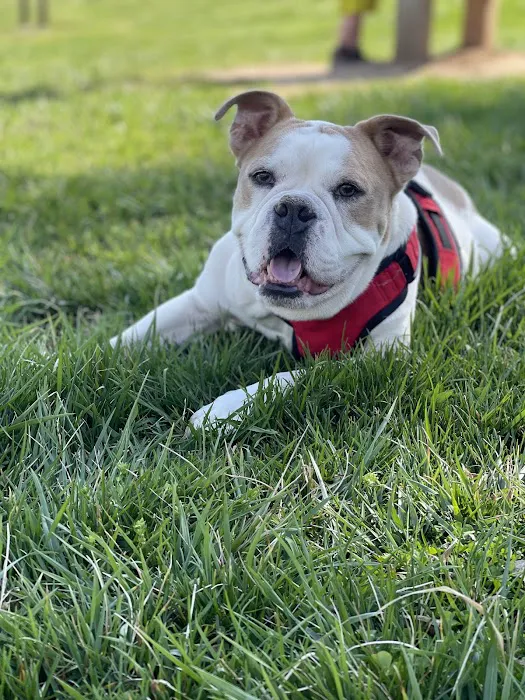 Ridgefield Animal Hospital 10
