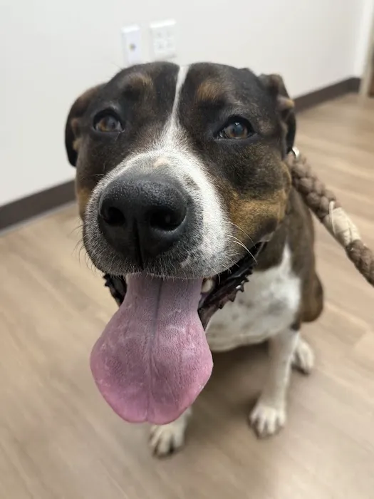 Lakeway Animal Hospital 8
