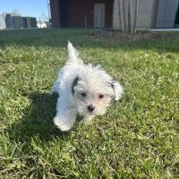 Lakeway Animal Hospital ico