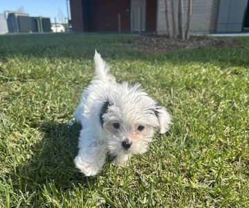 Lakeway Animal Hospital