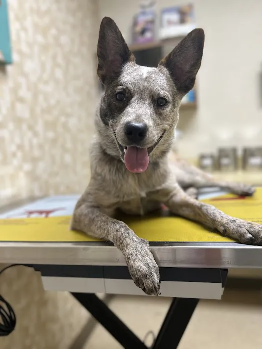 Moyers Veterinary Hospital 9