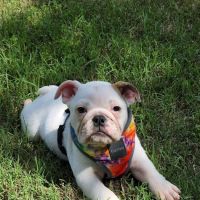 Moyers Veterinary Hospital ico