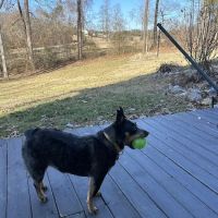 4 Paws Animal Hospital ico