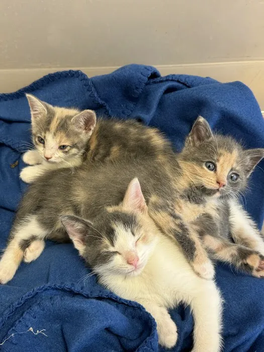 4 Paws Animal Hospital 10