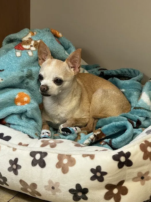 4 Paws Animal Hospital 7