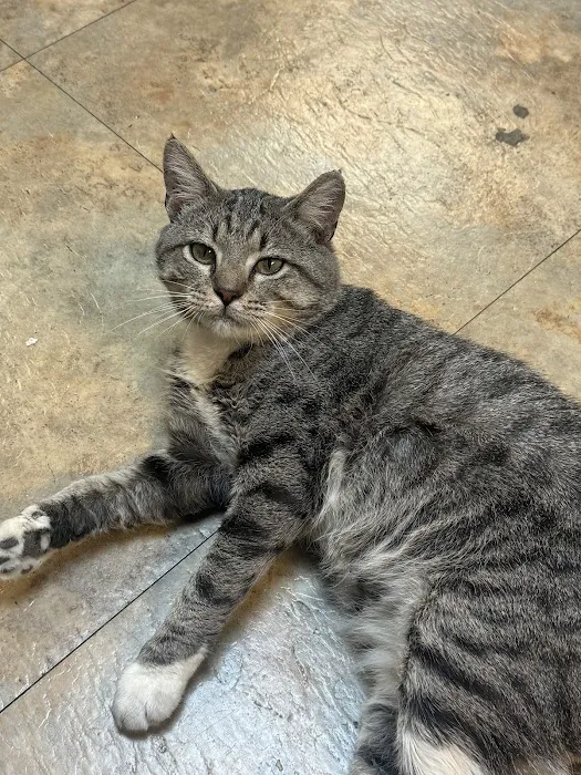 4 Paws Animal Hospital 8