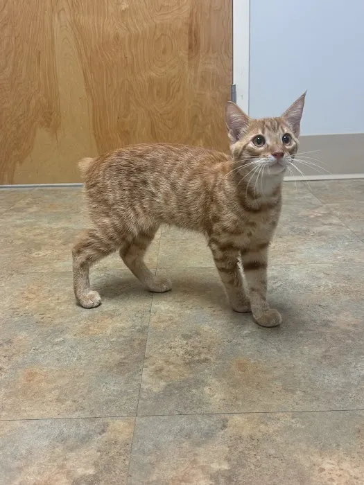 4 Paws Animal Hospital 4