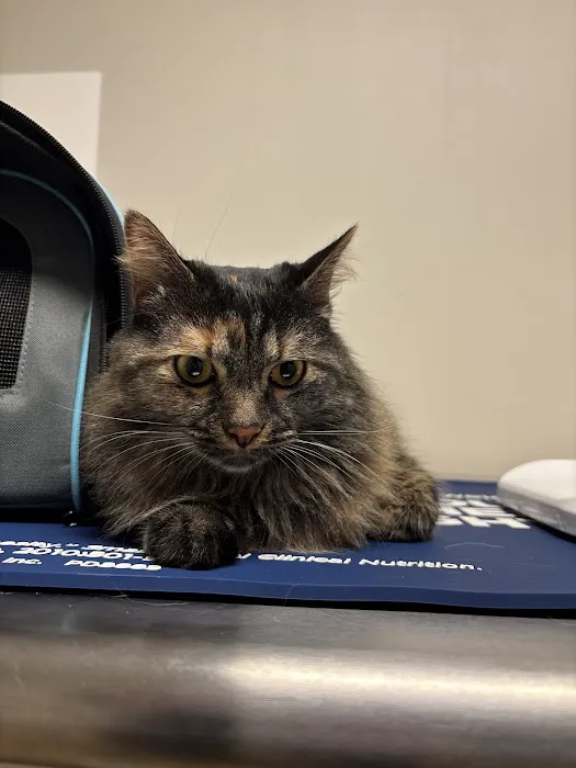 4 Paws Animal Hospital 5