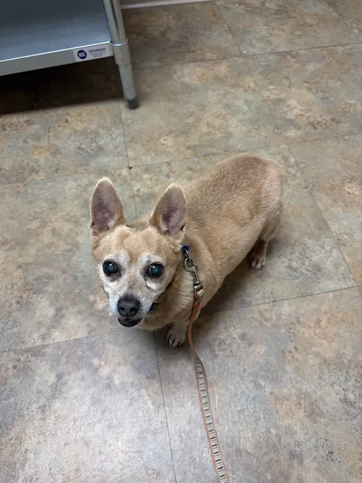 4 Paws Animal Hospital 2