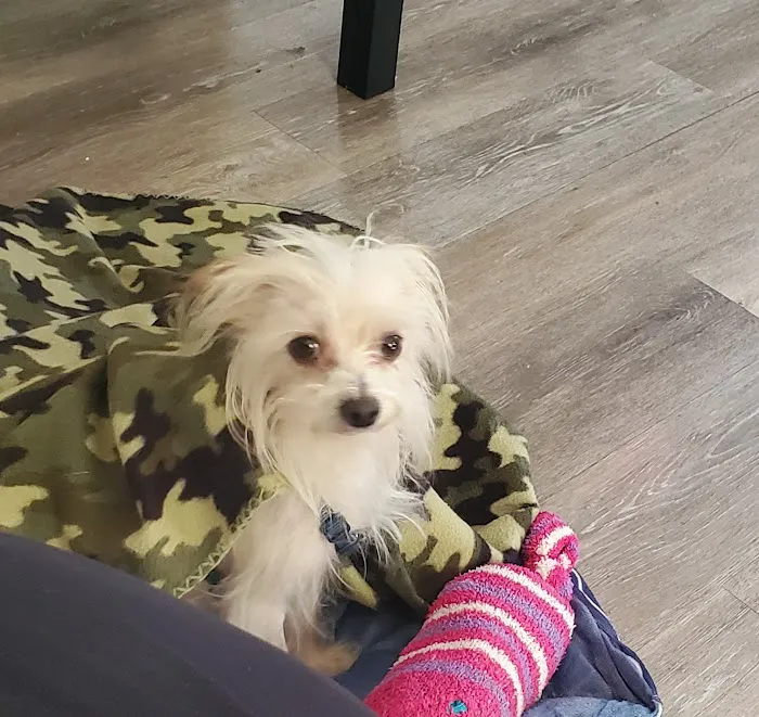 Morristown Animal Hospital 7