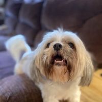 Morristown Animal Hospital ico