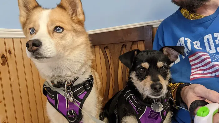 Morristown Animal Hospital 4