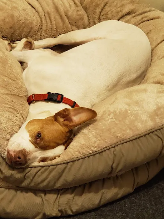 Morristown Animal Hospital 8