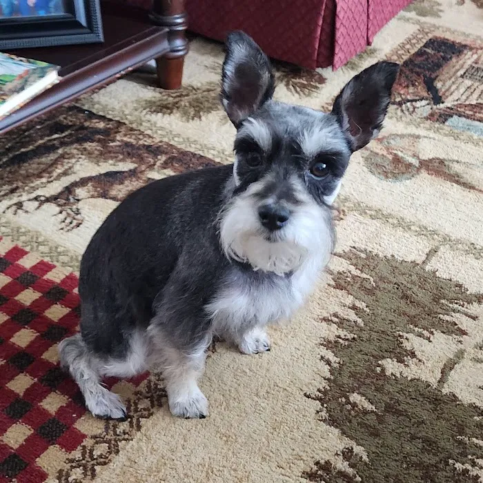 Morristown Animal Hospital 10