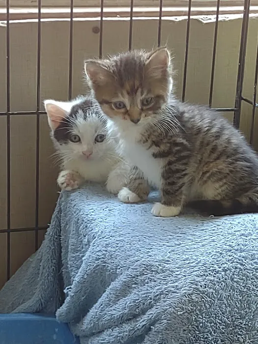Town & Country Animal Hospital 3