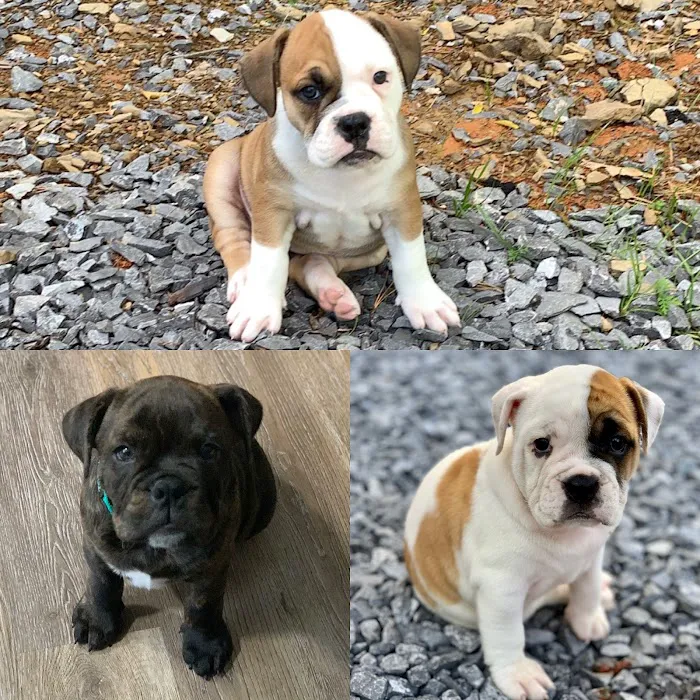 Town & Country Animal Hospital 9