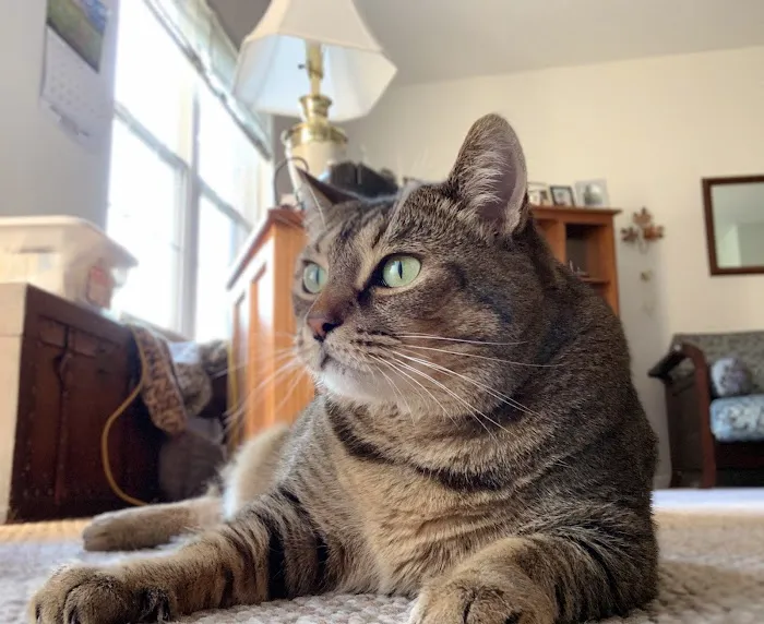 Town & Country Animal Hospital 4