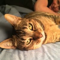 Town & Country Animal Hospital ico