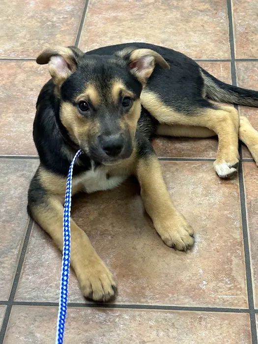 Companion Animal Hospital 5