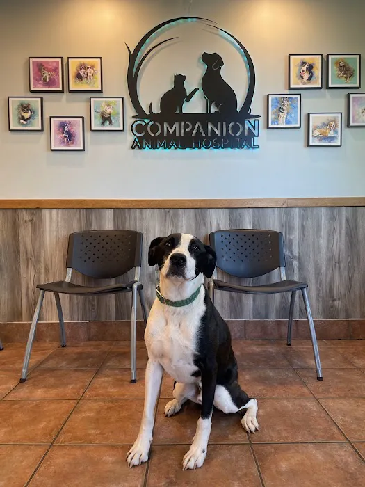 Companion Animal Hospital 6