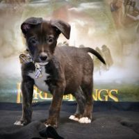 Companion Animal Hospital ico