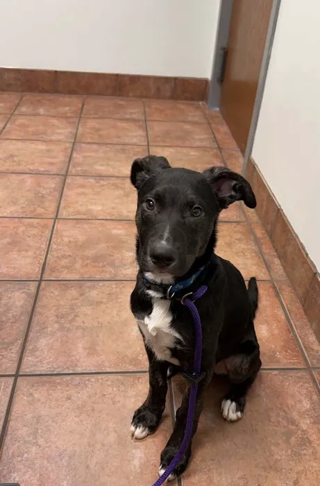Companion Animal Hospital 2