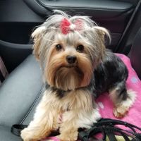 Five Rivers Pet Emergency Hospital ico