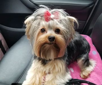 Five Rivers Pet Emergency Hospital
