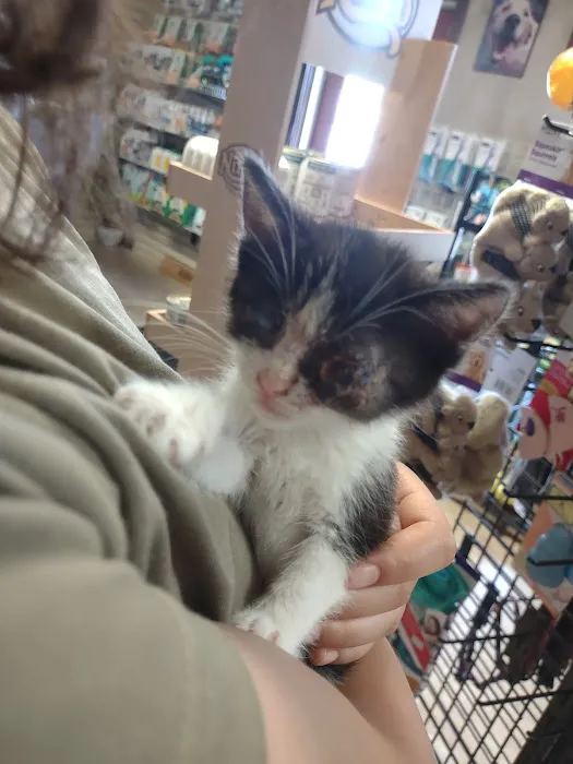 Town & Country Animal Hospital: Johnson Laurel M DVM 1