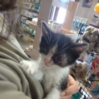 Town & Country Animal Hospital: Johnson Laurel M DVM ico