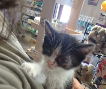 Town & Country Animal Hospital: Johnson Laurel M DVM